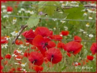 Comme un p'tit coqu'licot_0001