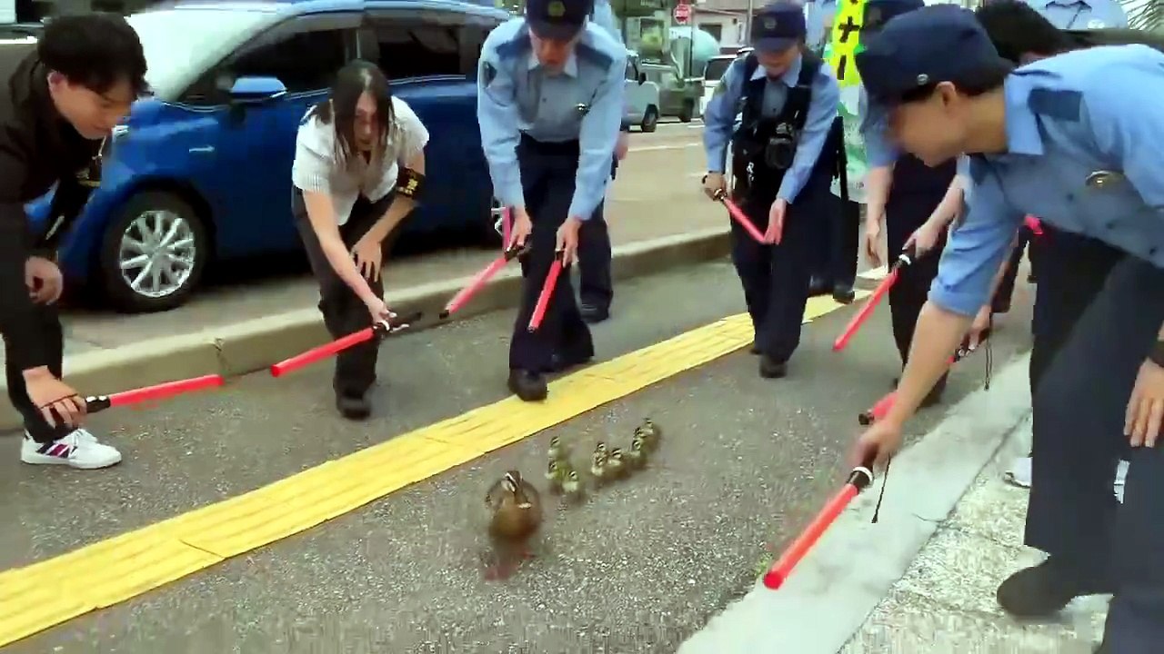 Today's heart-fluttering highlight ~ Getting the duck family home haha