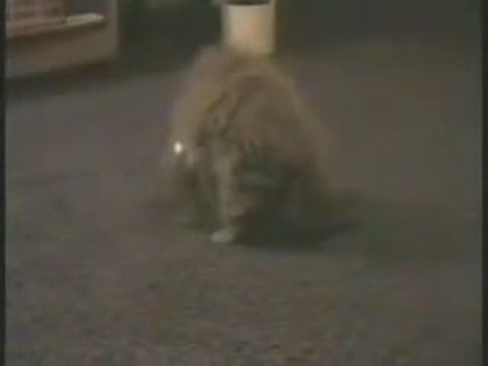 Un Chat dans son bocal