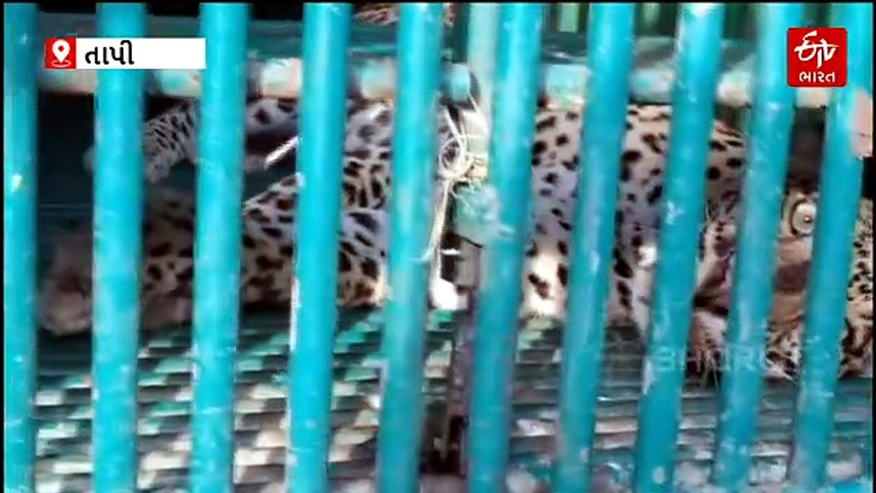 તાપી વન વિભાગની નવતર પહેલ: જંગલી મરઘાઓના ઉછેરથી દીપડા-માનવ સંઘર્ષ ઘટાડવાનો પ્રયાસ
