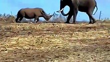 Elephants Fight Brutal