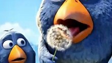 Bro thought he was Whitney Houston 😭🎤 #talkingbirds