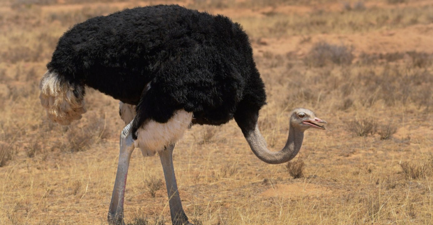 The 12 Largest Birds on Earth: How Many Roam U.S. Lands