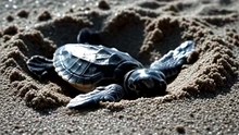Cinematic wide slow-motion shot of hundreds of baby sea turtles hatching and racing across moonlit beach to ocean, aerial and ground angles combined, BBC nature quality, 4K, 10 seconds