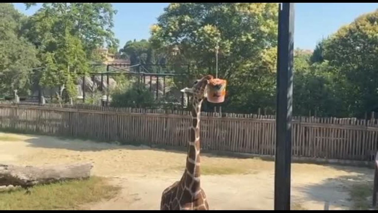 Docce e gelatoni, al Bioparco di Roma gli animali combattono il caldo