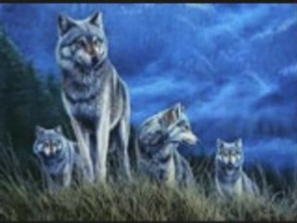 Wolf2