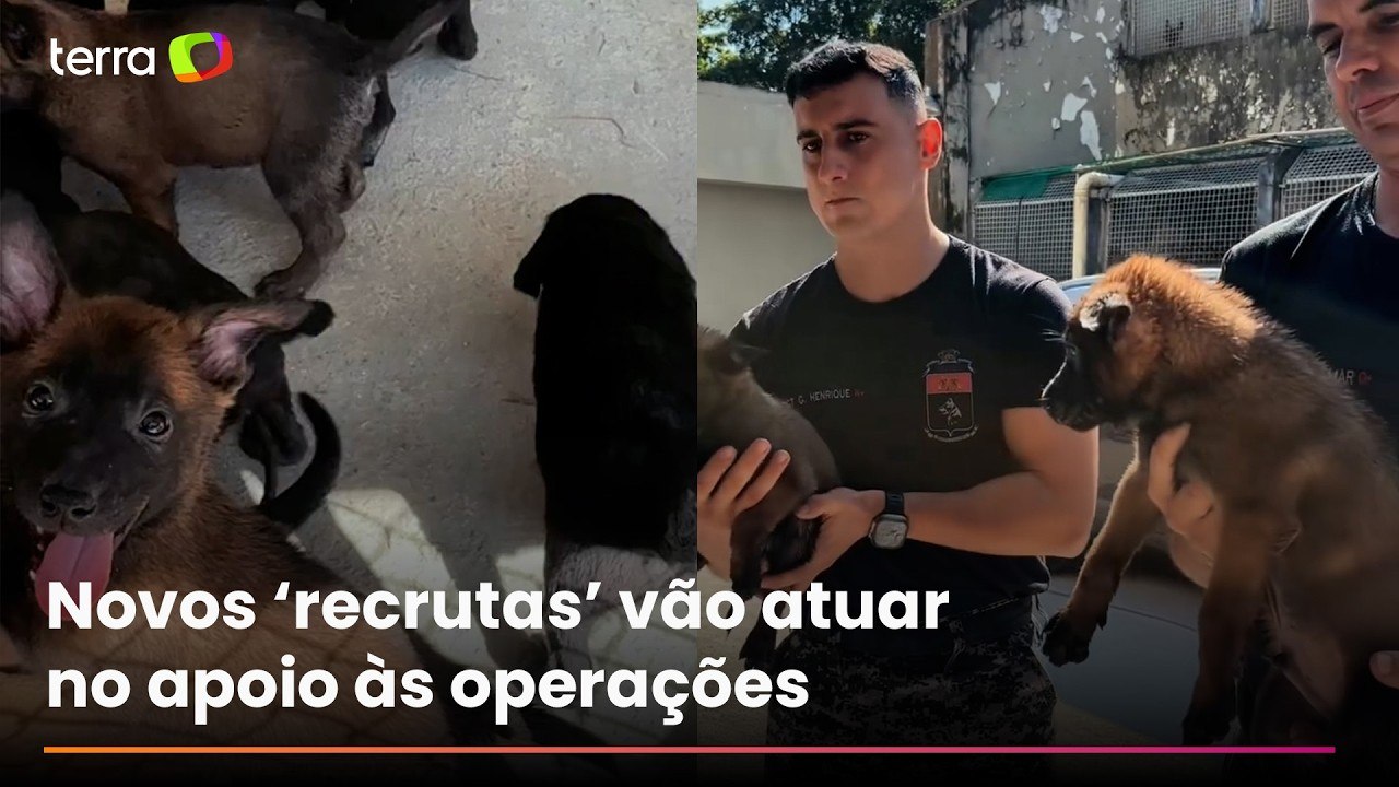 Vídeo mostra treinamento dos novos filhotes do Batalhão de Ações com Cães da PM no Rio