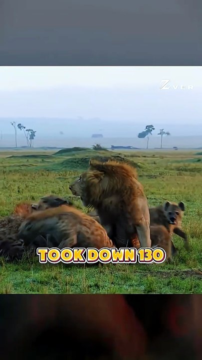 The Lion Who Killed 400 Hyenas