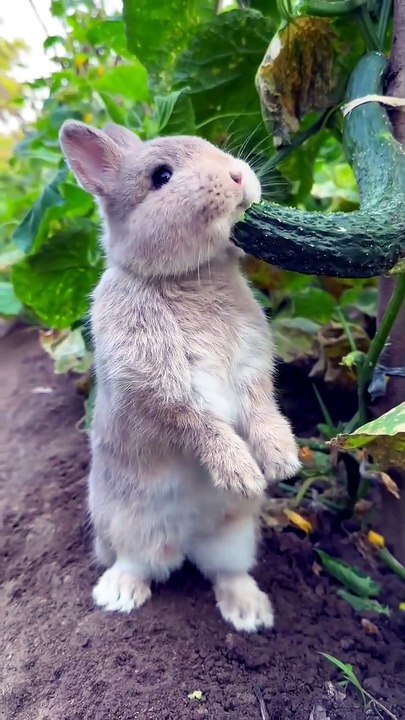 The Ultimate Cucumber Stand-Off