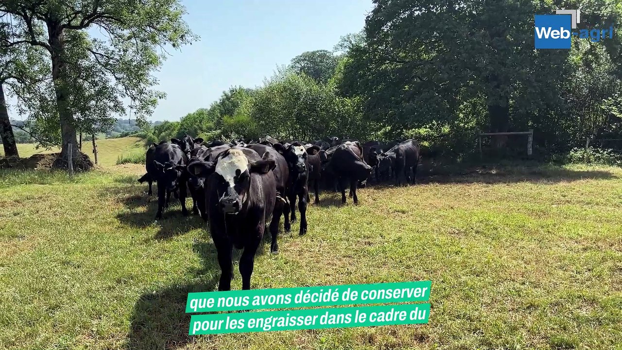 Croisement Angus sur vaches laitière pour produ...