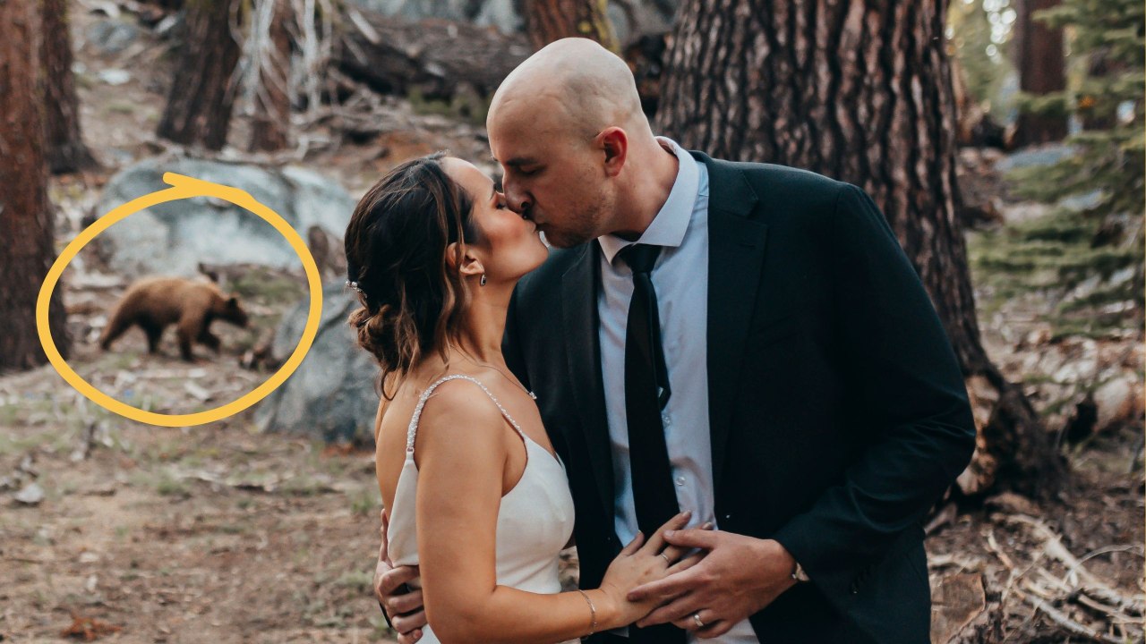 Wild Bear Sneaks Into Couple's Wedding Photos | Happily TV