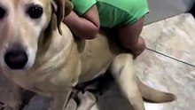 É impossível não se apaixonar: menino e sua cachorra viralizam em vídeo com abraço de amor puro