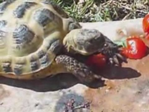 tortue steppes horsfieldi terrestres