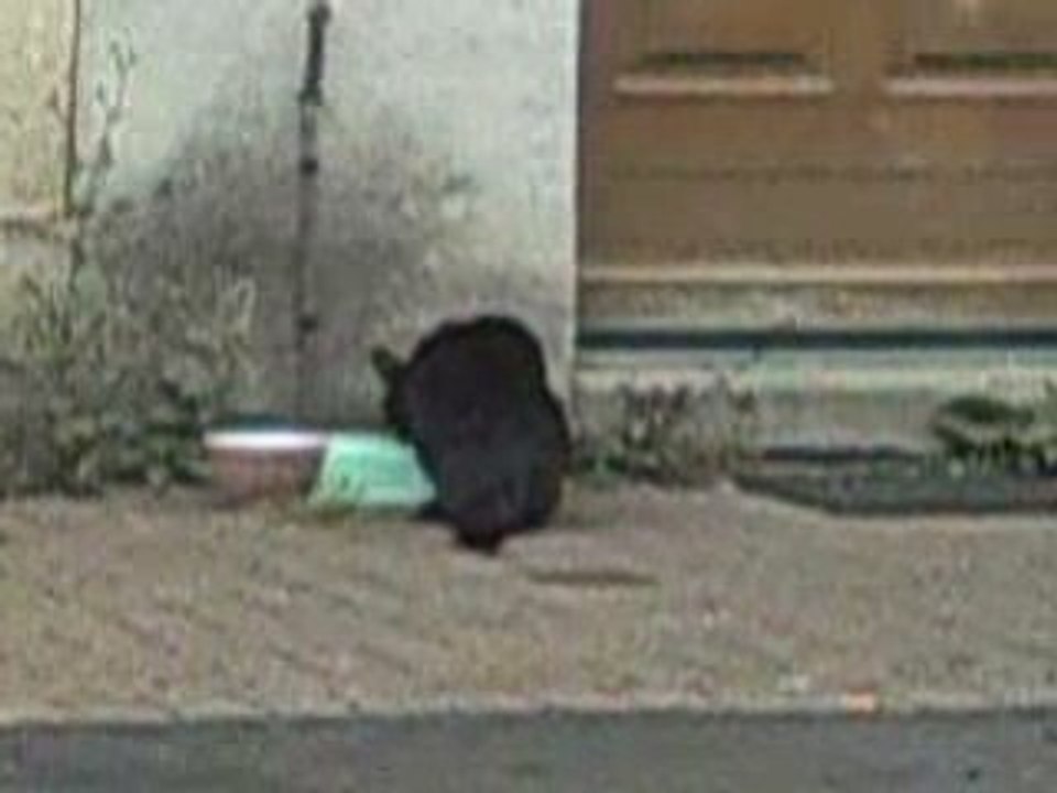 Le repas de black-2