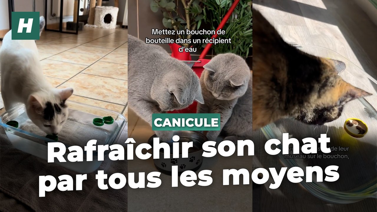 Cette technique pour rafraîchir votre chat durant la canicule n’est pas vraiment la plus efficace