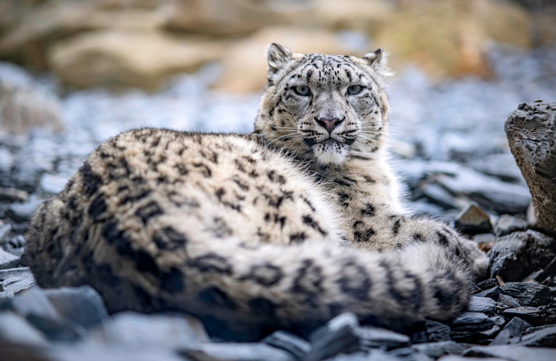 Small leopard-like cat loose in East England