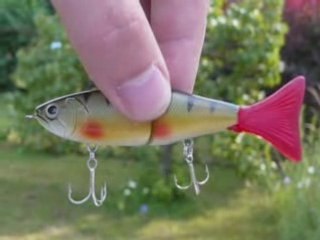 A la recherche des perches en Seine