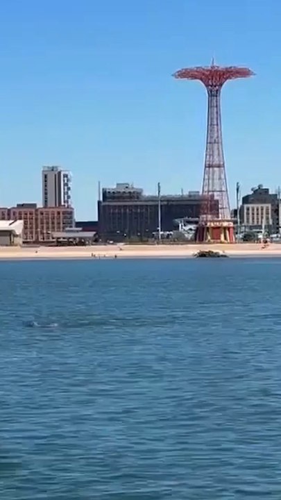 Dolphins spotted at Coney Island