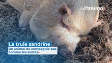La truie Sandrine, un animal de compagnie pas comme les autres