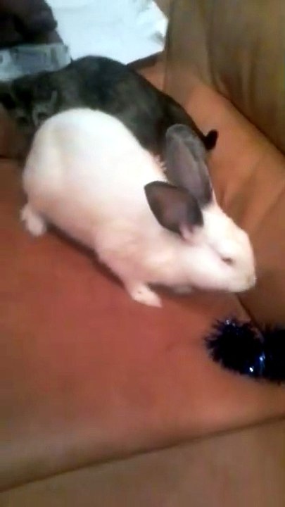 cat and rabbit - 20170724_234903