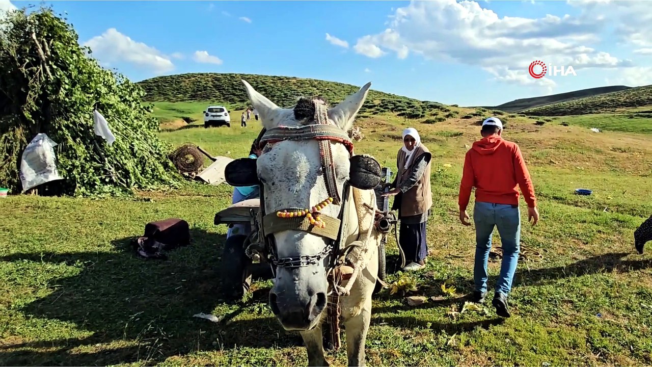 Muş'ta yayla mesaisi başladı: Lezzetli sütün sırrı dağlarda saklı