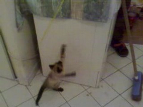 comment fatiguer un chaton siamois humour