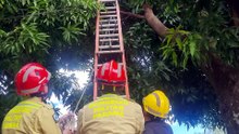 Operação 'Miau': Bombeiros resgatem gatinho em árvore