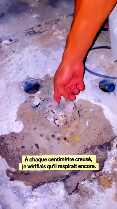Je sauve un chat coincé