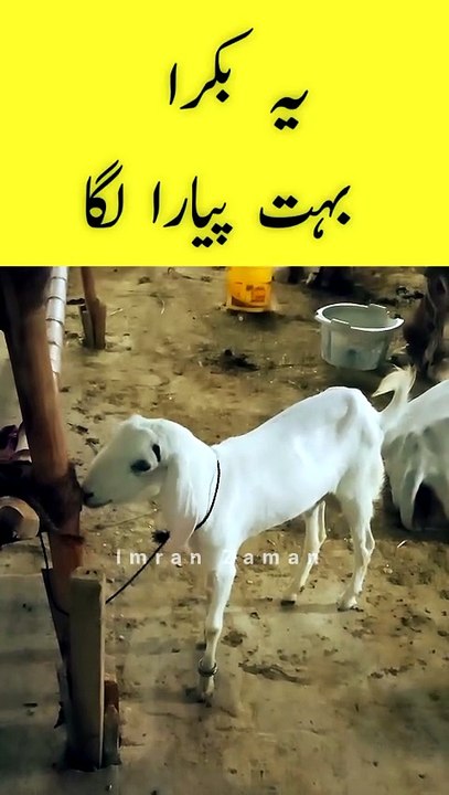 Bakra Bohat Pyara Laga😍