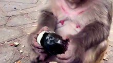 Monkey prank