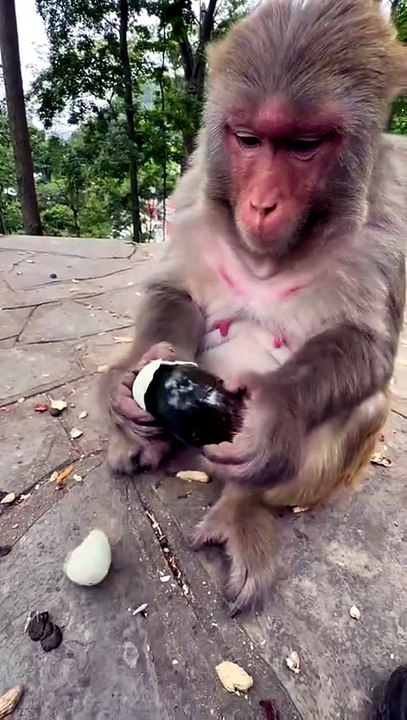 Monkey prank