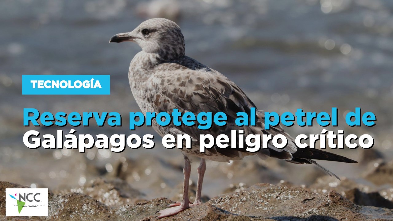 Reserva protege al petrel de Galápagos en peligro crítico