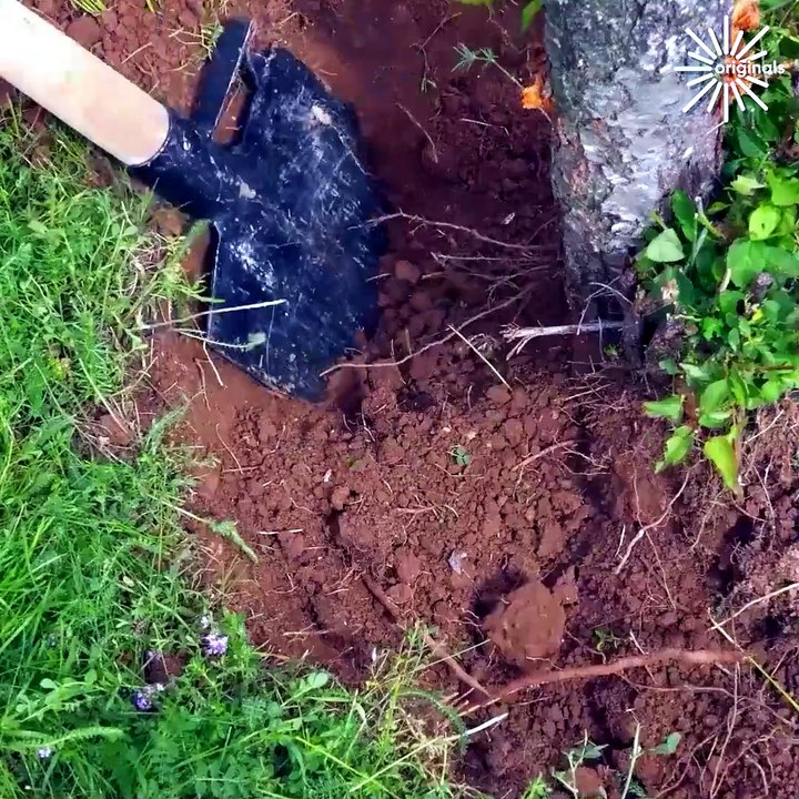 This is how you properly remove a tree!