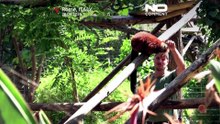 Mrożone przysmaki i chłodne baseny pomagają zwierzętom rzymskiego zoo przetrwać upał