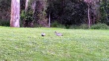 Pacific black ducks at the park 02
