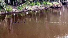 Birds at the lake - raining