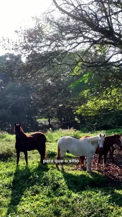 Pequenos produtores de leite criam queijarias artesanais e ampliam lucro na Mantiqueira de Minas