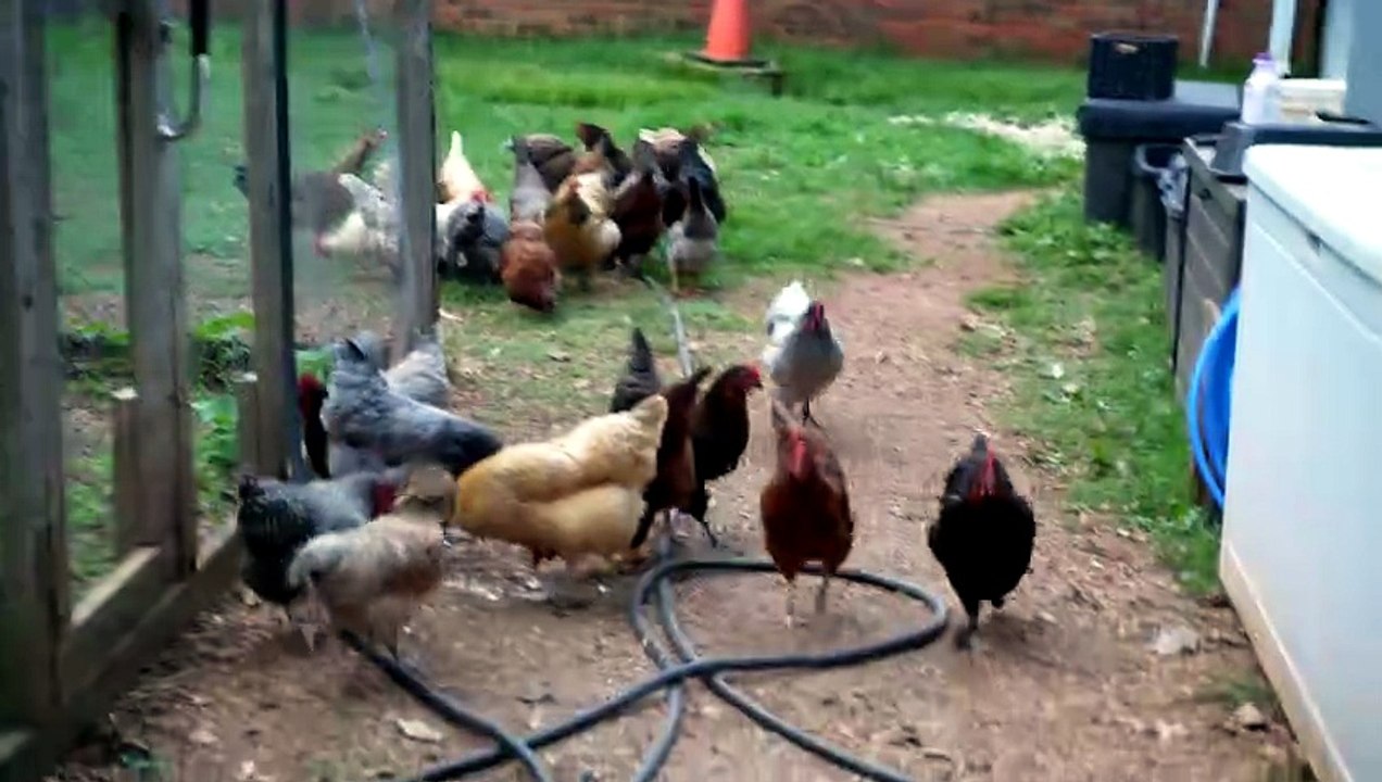 I gave kefir to my hens to give them probiotics.