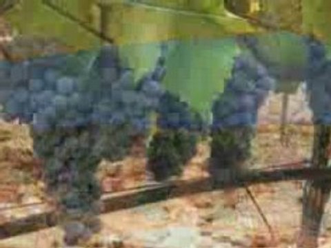 Dégustation vin d'Espagne