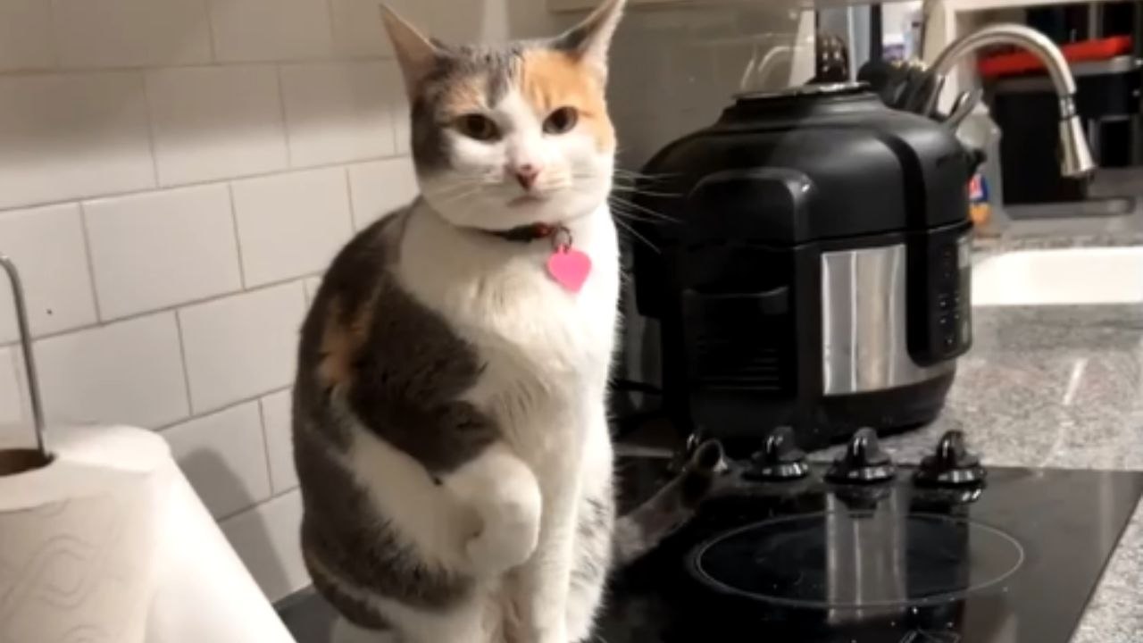 Dramatic cat pretends to have a broken paw to steal all the attention