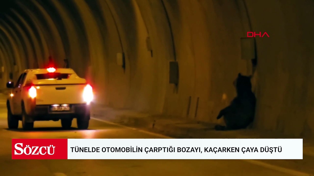 Tünelde otomobilin çarptığı bozayı, kaçarken çaya düştü
