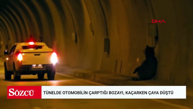 Tünelde otomobilin çarptığı bozayı, kaçarken çaya düştü