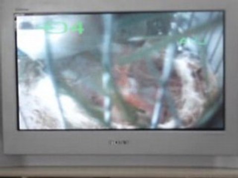 chardonneret agate avec des jeunes aux nid