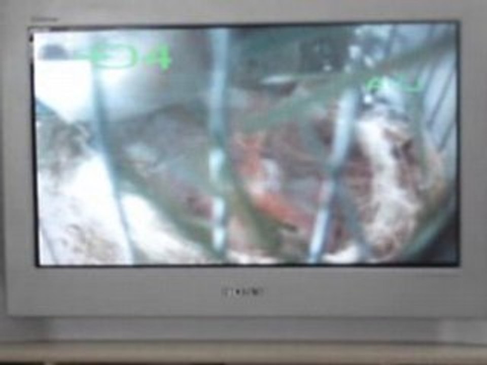 chardonneret agate avec des jeunes aux nid