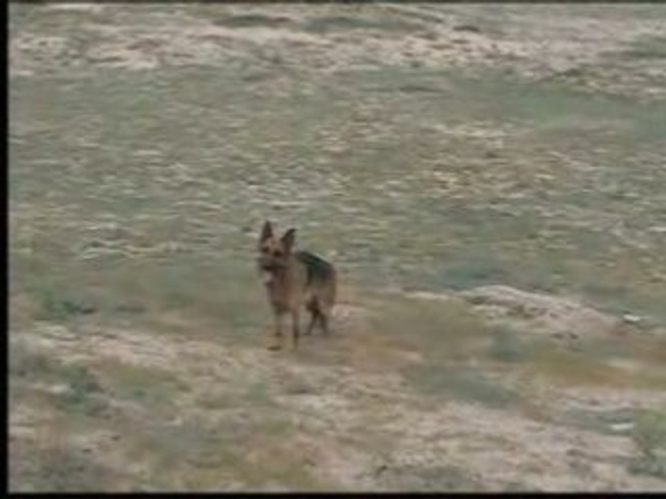 Bruce et Bali dans les dunes