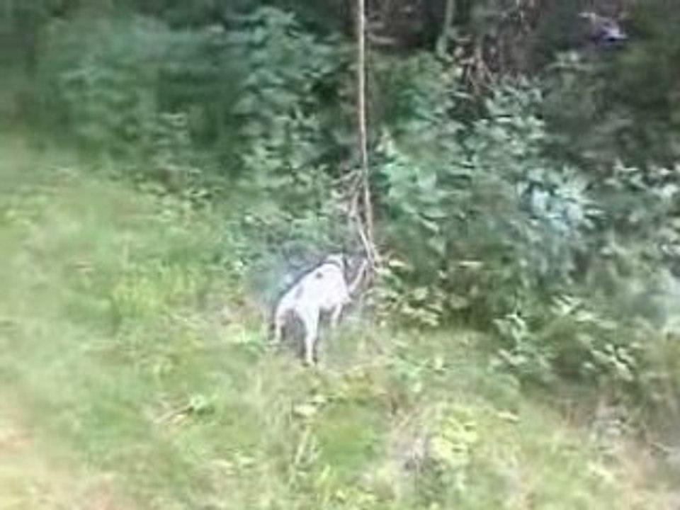 AROLD TARZAN