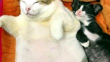 Its Napping Time . . ,😺😺😺😸