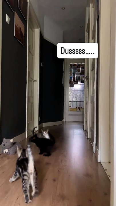 Lets goooooo. . . . .😸😸😸