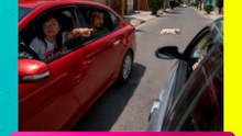 Acusan a mujer de atropellar a un perrito y le piden dinero