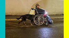 Perrito ayuda a empujar la silla de ruedas de su dueño y conmueve a todos.